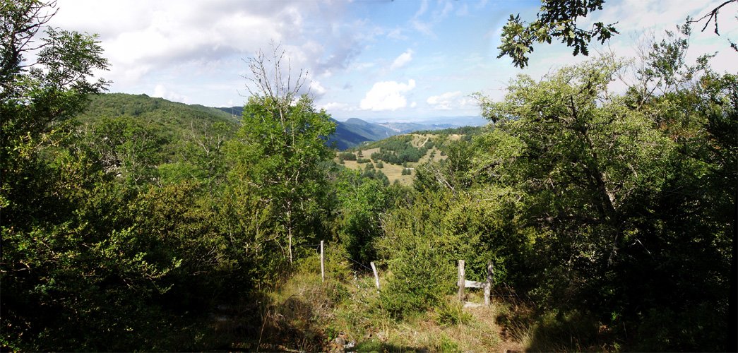 Ataka Borreguilgo bidean. Behean, Ollateko larreak