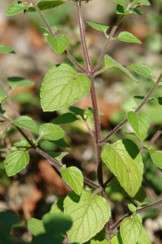 Zurtoina eta hostoak