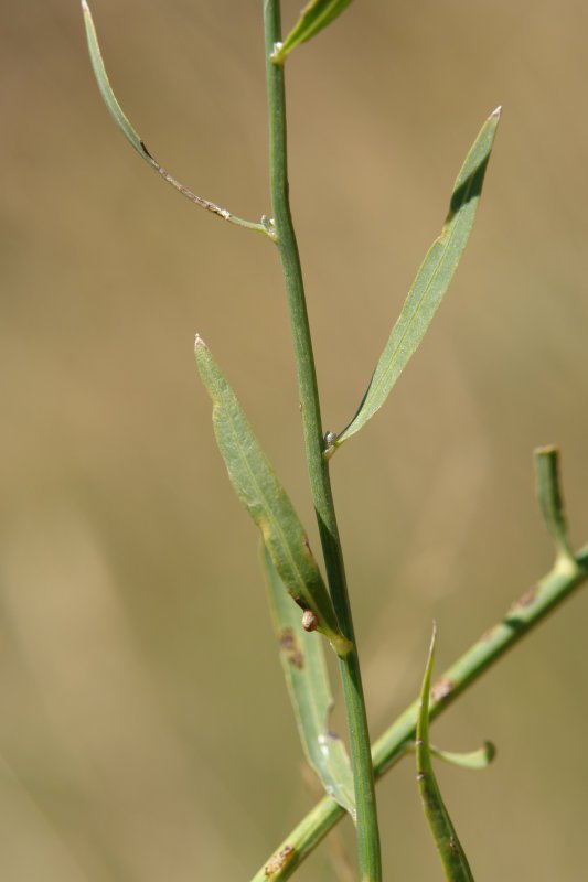 Zurtoina eta hostoak