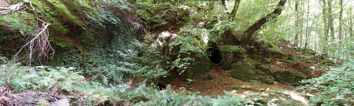 Basoko bidearen ondoko harpea