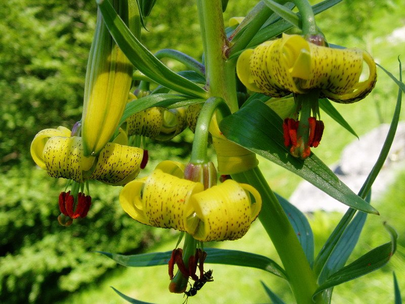 Zitori horia (Lilium pyrenaicum)
