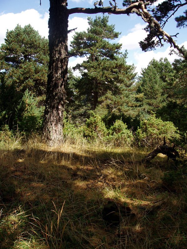 Puntatxamarreko gailurra