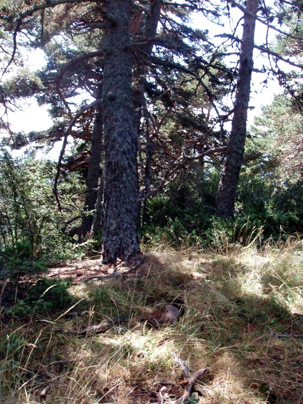 Puntatxamarreko gailurra