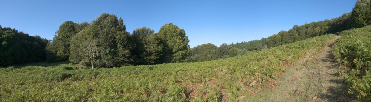 Iratzea eta pagadia Hegoaldeko bizkarrean