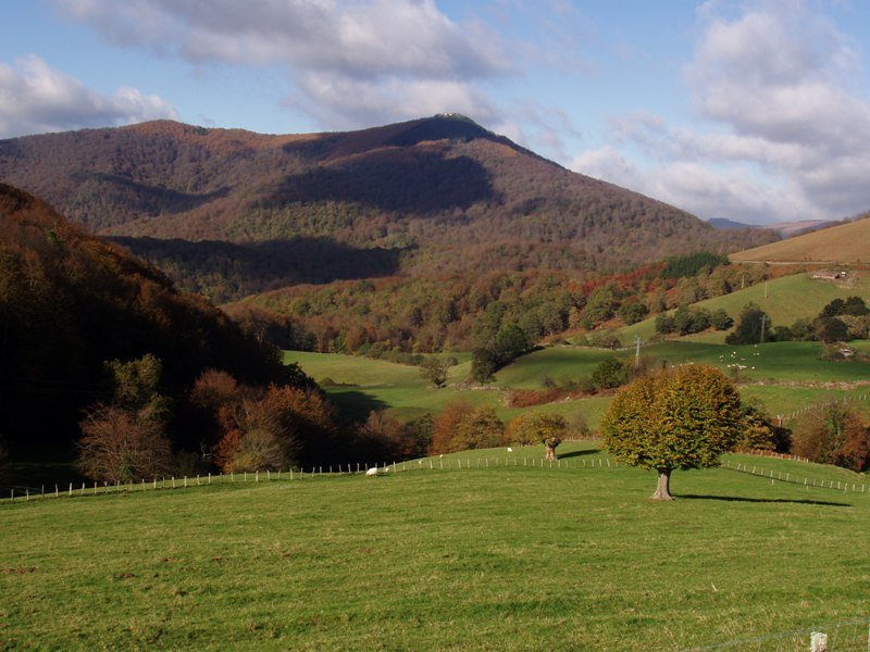 Aizkolegi Orabideatik