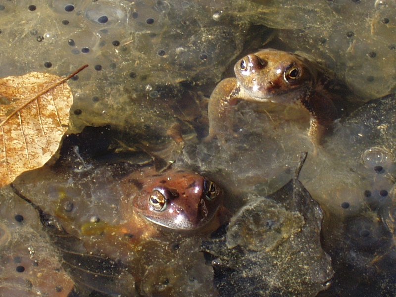 Igel gorriak Zuraungo basoan