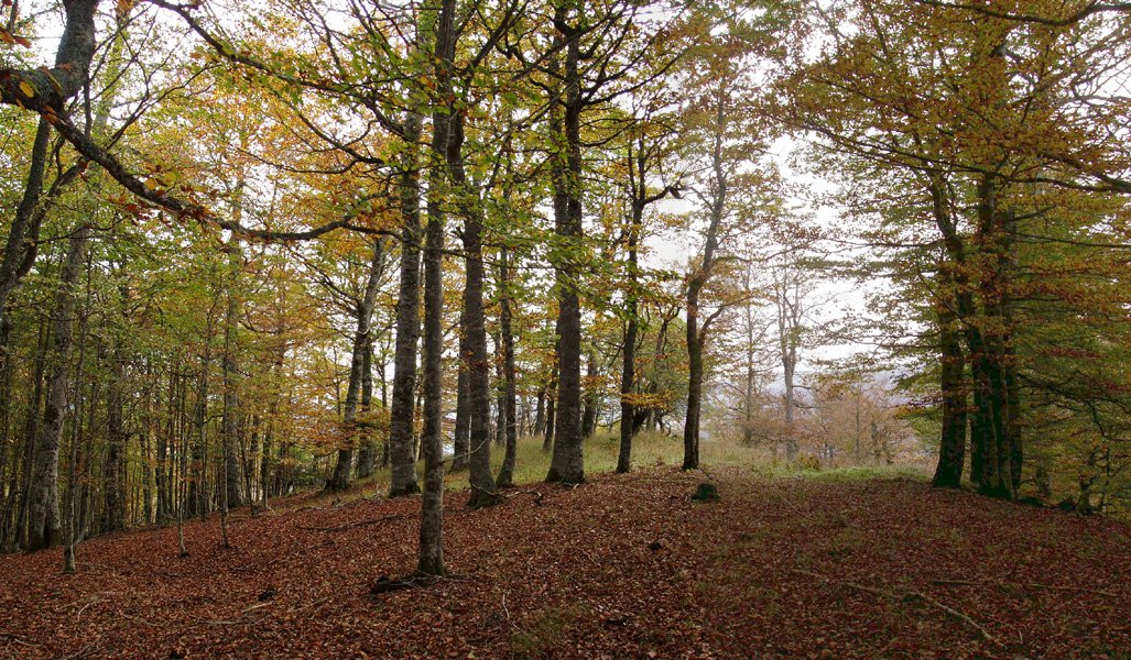 Mozolotxikiko gailurra