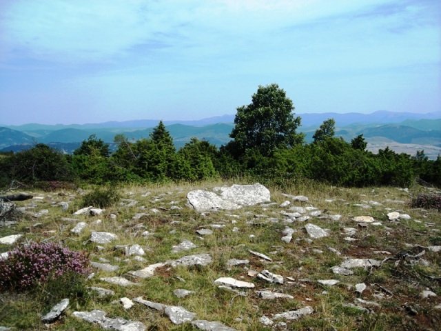 Korostegiko trikuharria