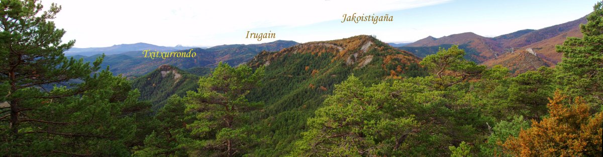 Txitxurrondo, Irugain eta Jakoisti