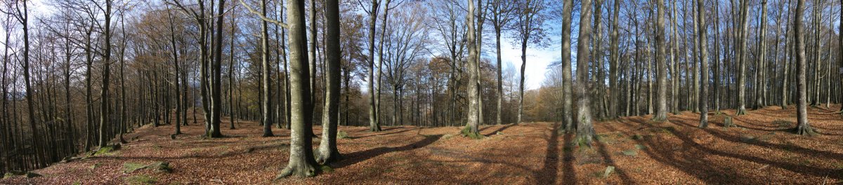 Pagadiak estaltzen ia du mendi osoa