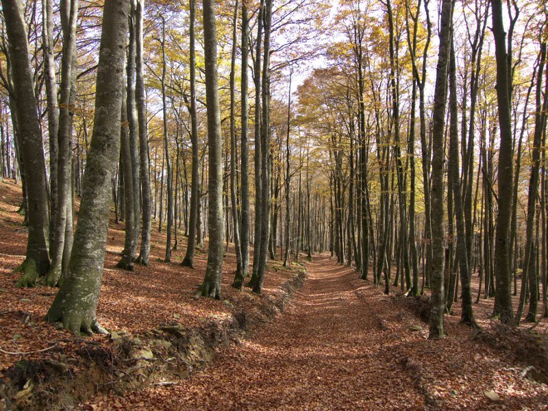 HEko bizkarreko bidea