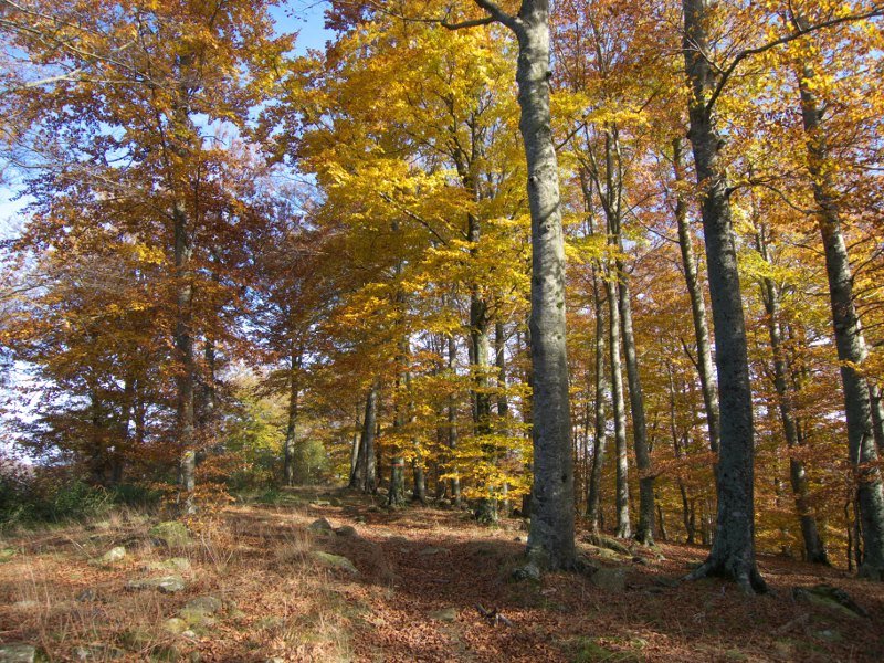 Fagamendiko bizkarreko bidea