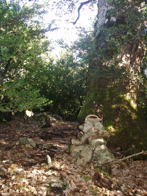 Oihanburuko gailur itxia