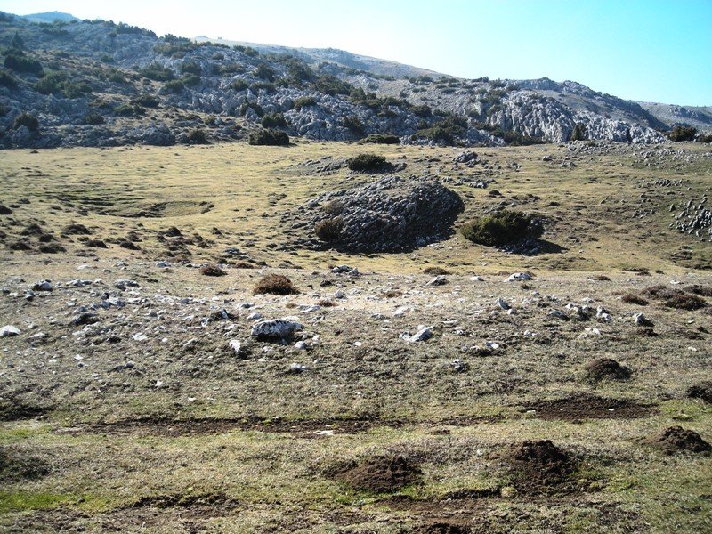 Balsa Fría trikuharria