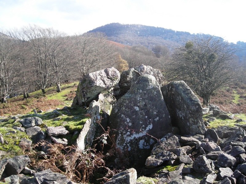 Lamizilo trikuharria