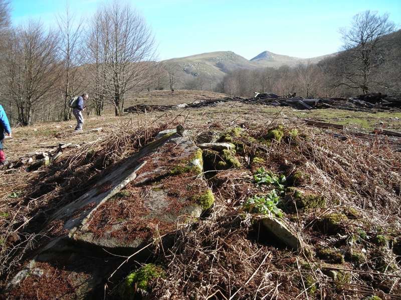 Loiketa  2 trikuharria