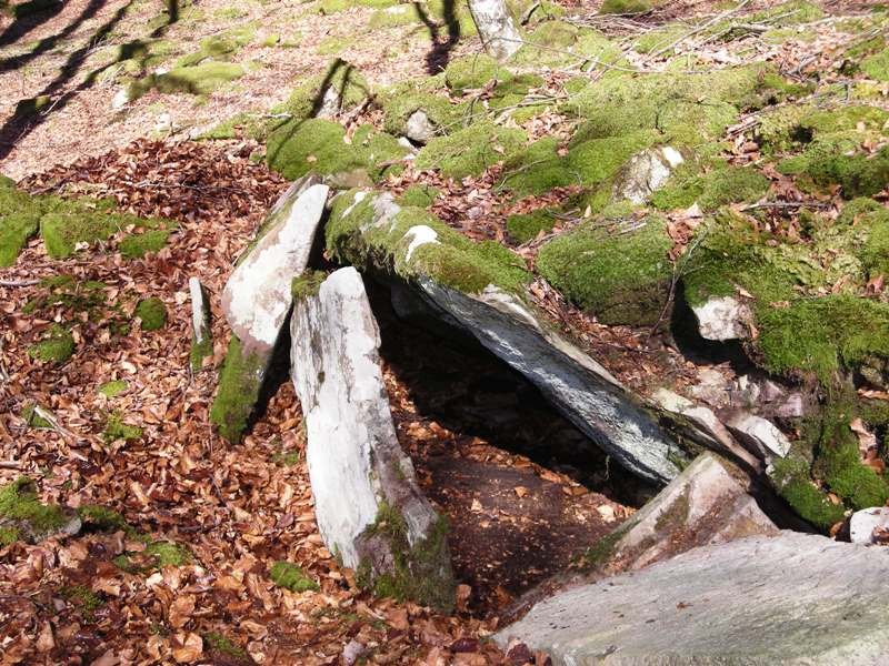 Loiketa  5  trikuharria