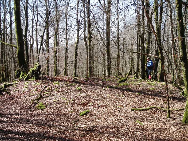 Bixurdiñeta 1 ekialde  trikuharria