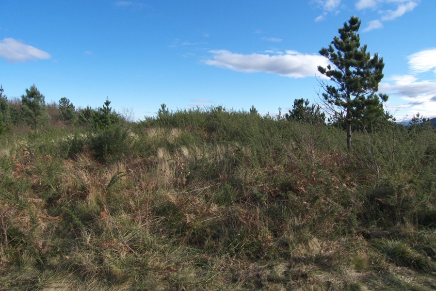 Monumentua otadi horren azpian dago [2008-12-29]