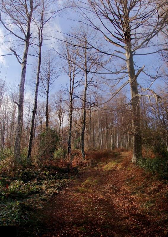 Iparraldeko basoan gora