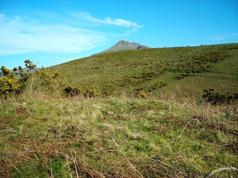 Erentzu mendebalde trikuharria