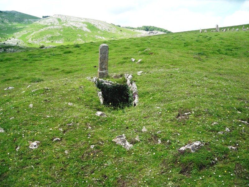 Organbide trikuharria