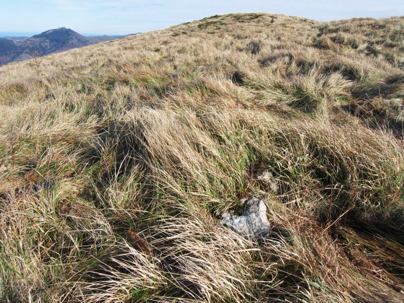 Tumulu txikia, belar artean