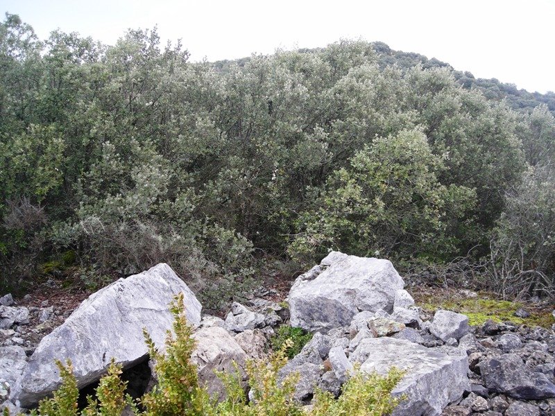 Boluntza 2 hego trikuharria