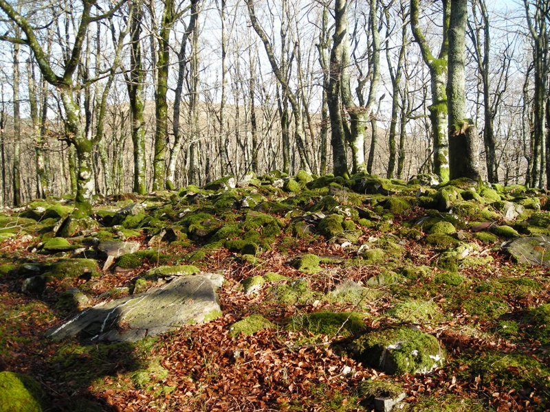 Erroizte Azpikoa trikuharria