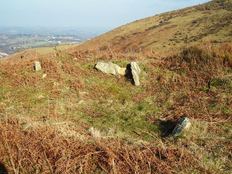 Usatuita trikuharria