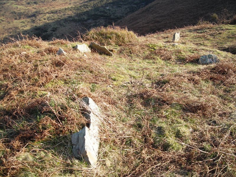 Usatuita  trikuharria