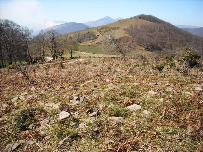 Matxeta  trikuharria