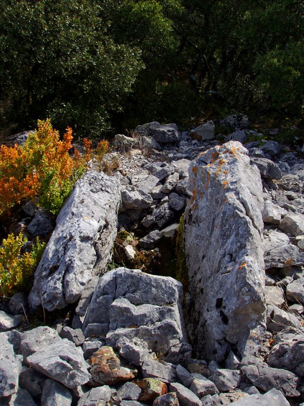 Boluntza I trikuharria