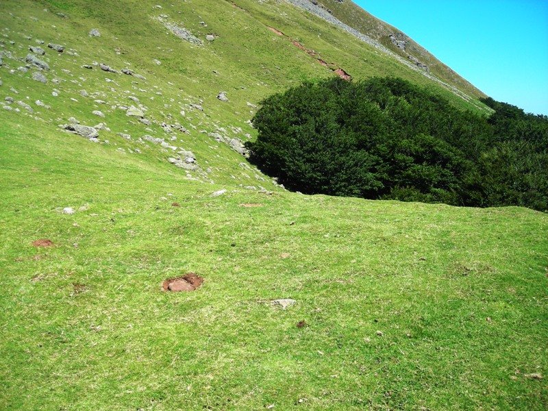 Harrigorriko lepoa  harrespila