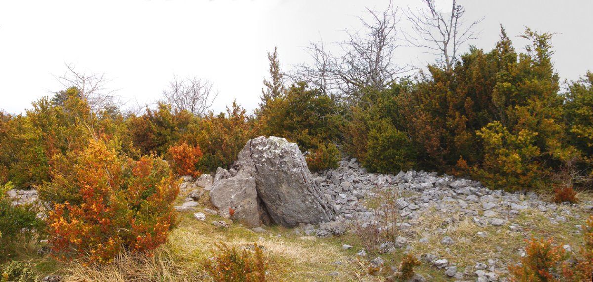 Legarozko trikuharria 