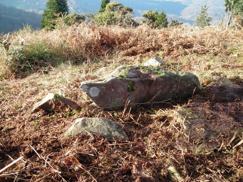 Larria IV trikuharria