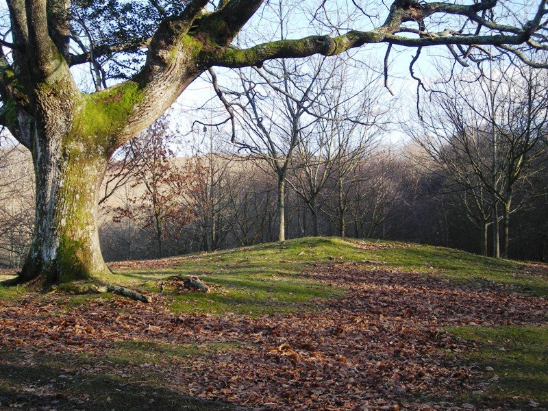 Bagazelaieta tumulua