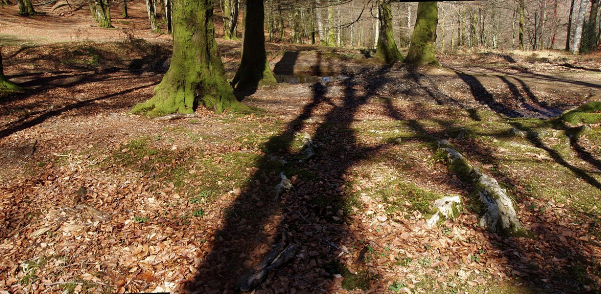 Zumardena trikuharria, antzemangaitza