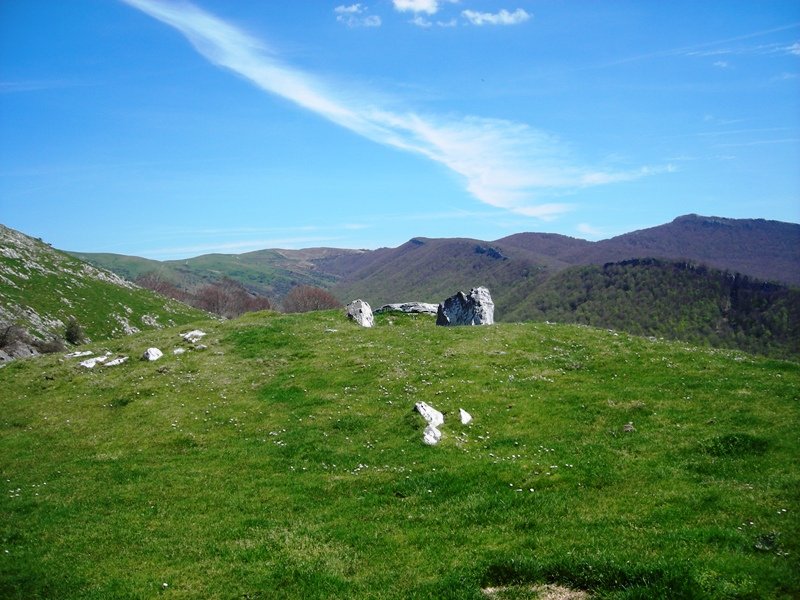 Zearragoena  trikuharria