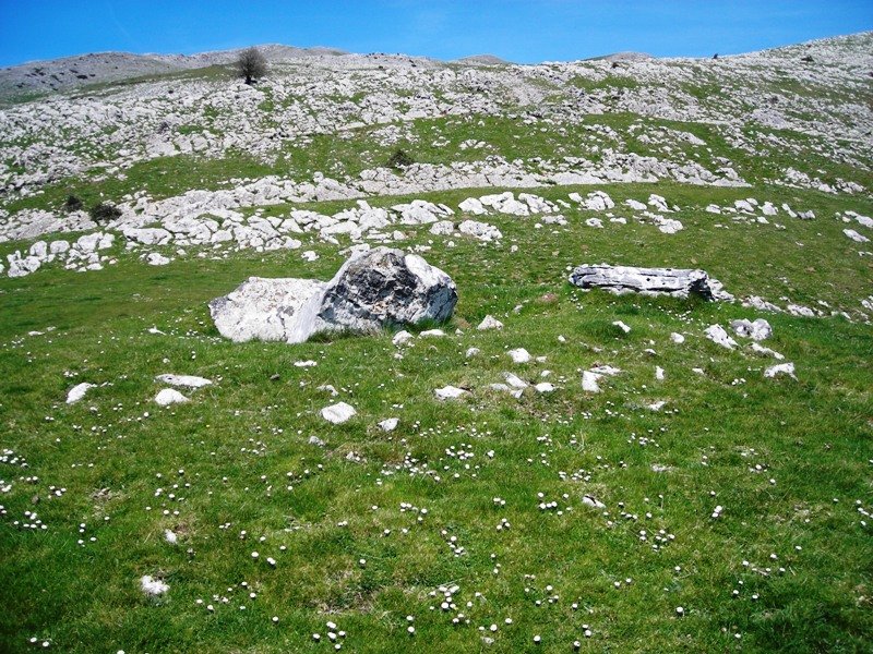 Zearragoena trikuharria