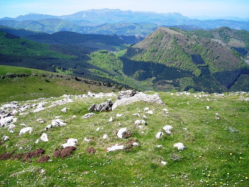 Aranzadi  trikuharria