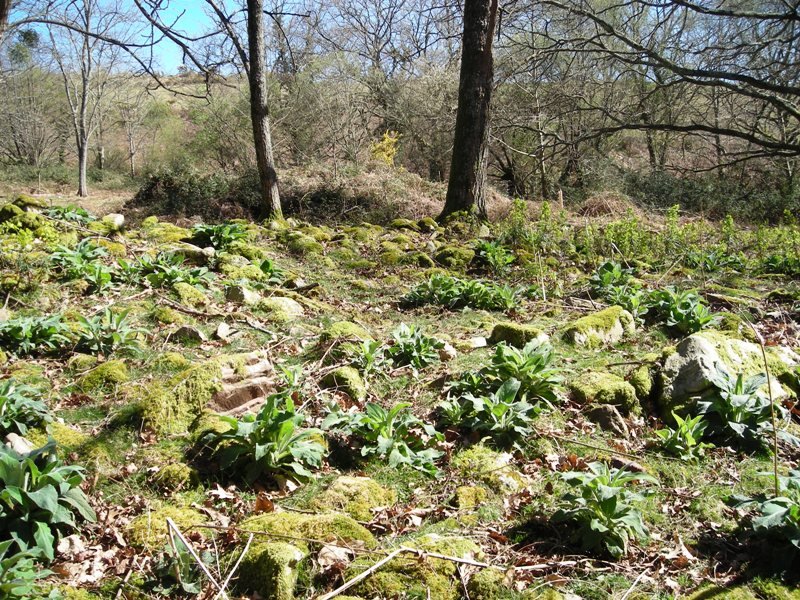 Larraina trikuharria