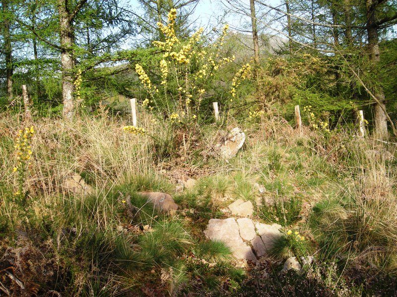 Txarrantxarri 2  trikuharria