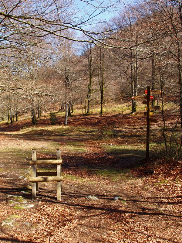 Irumugarrietako lepoa