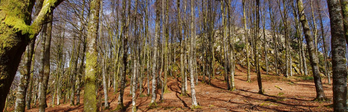 Otsarteko gailurra pagadiaren erdian
