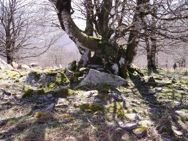 Sugesti 2 trikuharria