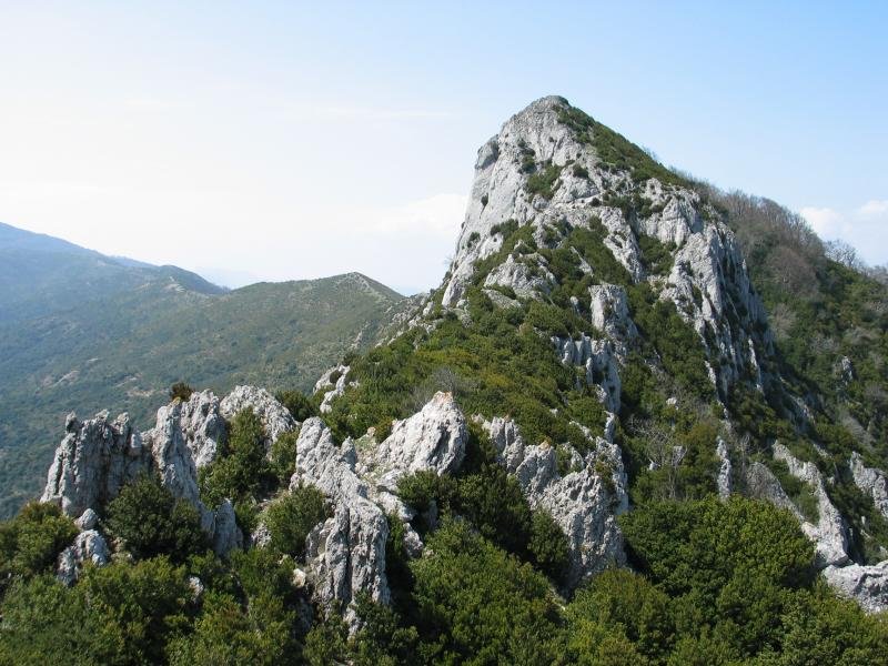 Mendebaldeko gandorra