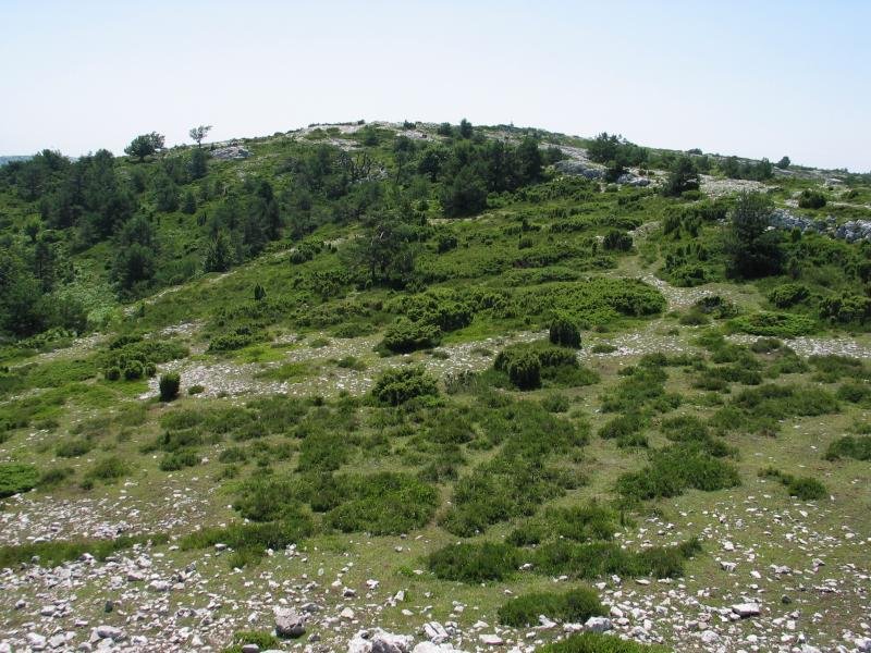 Tontorrerako azken txanpa