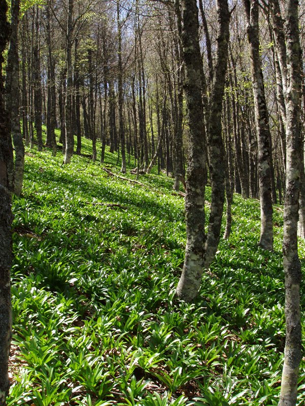 Borrokoxkoko basoan gora