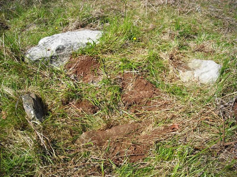 Muxugorri ekialde trikuharria